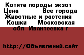 Котята породы экзот › Цена ­ 7 000 - Все города Животные и растения » Кошки   . Московская обл.,Ивантеевка г.